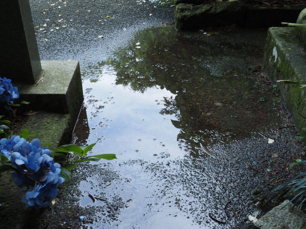 庭の水たまり